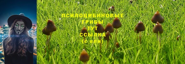 ПСИЛОЦИБИНОВЫЕ ГРИБЫ Вязники